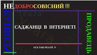 Недобросовісний продавець саджанців в інтернеті. Які саджанці хурми можна купити через інтернет?