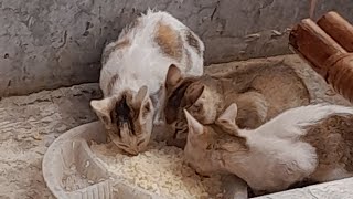 Three kitten in  eating time  #Catlife #kitten #rice  #animals #domestic #pets