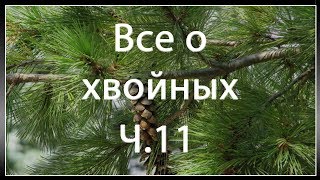 Сосна крымская, она же Сосна Палласа |  Pinus nigra subsp. pallasiana