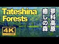 4K 蓼科高原の森 バラクライングリッシュガーデン 御射鹿池 Tateshina Forests 観光 白樺高原 蓼科大滝 蓼科湖 長野 旅行