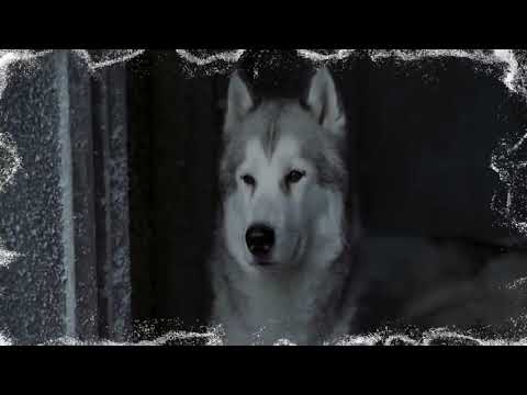 Посвящается собакам Хаски   Dedicated Husky Dogs