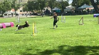 Coast - USDAA Happy Dog - Advanced Jumpers 5/12 by Katherine McGuire 7 views 19 hours ago 44 seconds