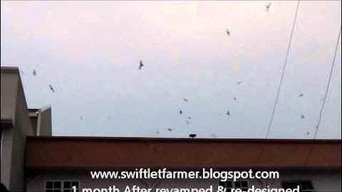 Swiftlet Farm-Revamped (Gs).wmv