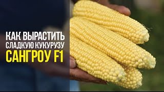 Как вырастить сладкую кукурузу Сангроу F1