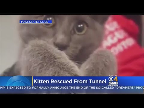 Video: Pet Scoop: Trooper rešuje mačka iz predora v Bostonu, srčkana redka Gorilla Baby Born