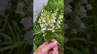 Lily of the Valley 😌 Poisonous Plant as an Ally￼