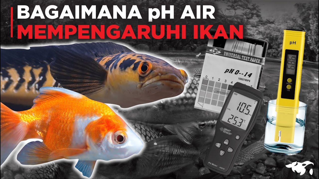 BAGAIMANA pH AIR BISA MEMPENGARUHI IKAN HIAS KAMU?