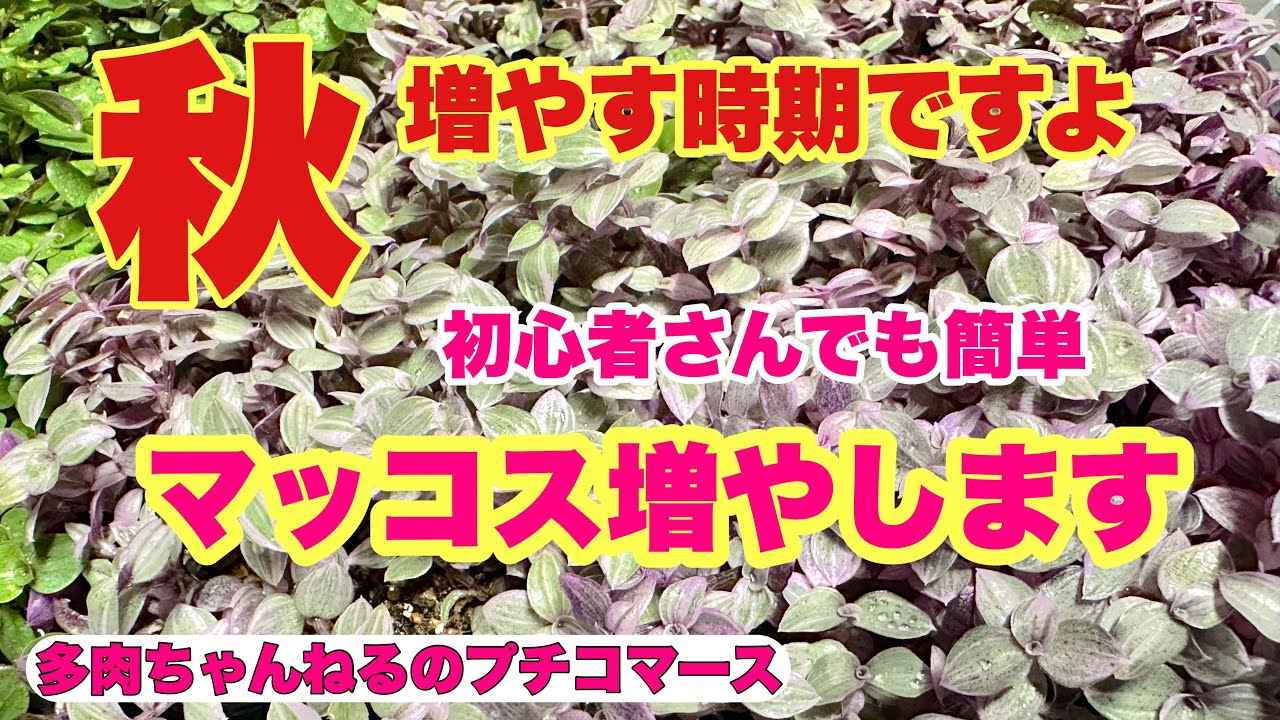 Succulents] It's autumn! It's time to propagate them! Easy even