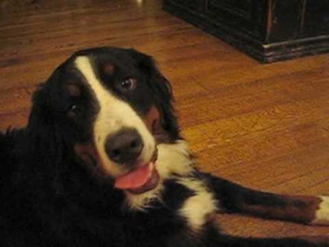 In Loving Memory of Sam and Steph's Dog, Dakota