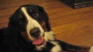 In Loving Memory of Sam and Steph's Dog, Dakota