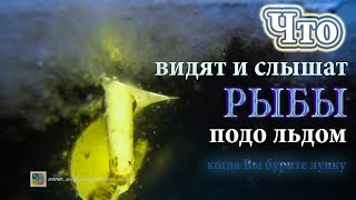 Что видят и слышат рыбы ПОДО ЛЬДОМ, когда Вы бурите лунку