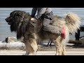 TOP TEN Caucasian Shepherd Studs In The WORLD!🔥 の動画、YouTube動画。