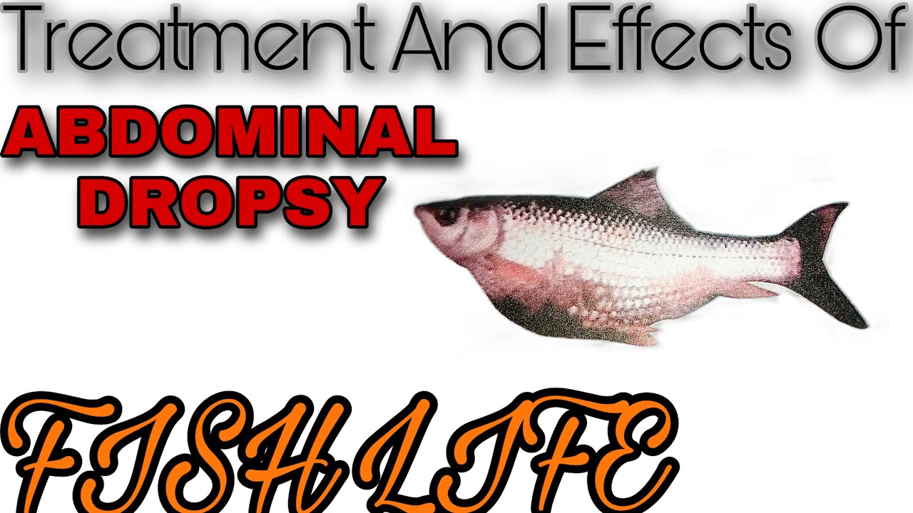 How To Provide Treatment To Abdominal Dropsy Fish Fish Life Rohu