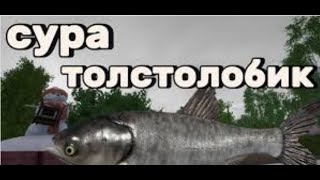 Товстолоб/ Сура/ Лютый размот/ рр4