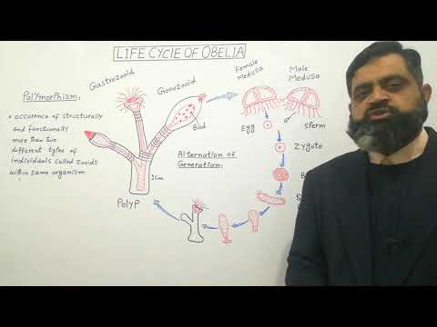 Video: Hva er livssyklusen til obelia?