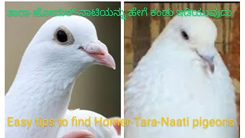 How to differentiate Tara - Homer - Naati pigeons ...