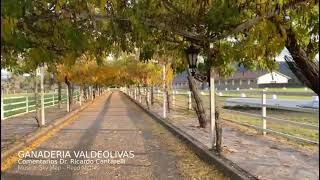 Ganaderia Valdeolivas Cap.  02