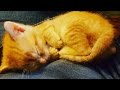 My cat Squirt