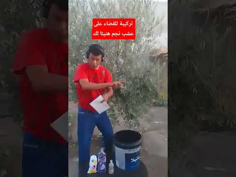تركيبة للقضاء على العشب النجم طبيعيا اكسبلور زراعت  دويتو نباتي  