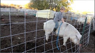 Riding A Pig A Grand Kid Adventure