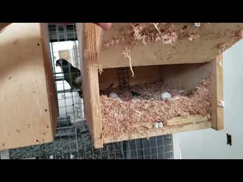 Vídeo: Papagaios: Como Procriar Em Cativeiro