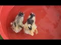 Ducklings swimming in the tub 😉😊🥰