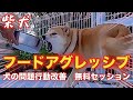 【噛む柴犬】食べ物に執着❗️噛みついてくる問題行動改善👍 犬の問題行動を改善する会3日間合宿2日目