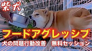 [Bicking Shiba Inu] Obsession with food❗Improvement of problem behavior that bites