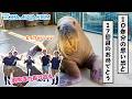 《鳥羽水族館》入館から10年。ツララ、17歳になりました