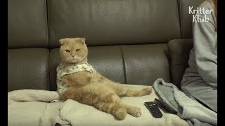 Cat Is An Extreme Couch Potato (Part 2) | Kritter Klub