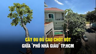 Cây đu đủ cao chót vót giữa ‘phố nhà giàu’ TP.HCM, chủ nhà cũng ngỡ ngàng