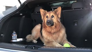 Customer Q  Will a large dog fit in the boot of the Porsche Macan?