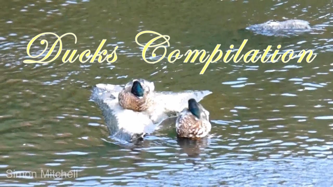 Ducks Compilation #Ducks #ducks #duck - YouTube