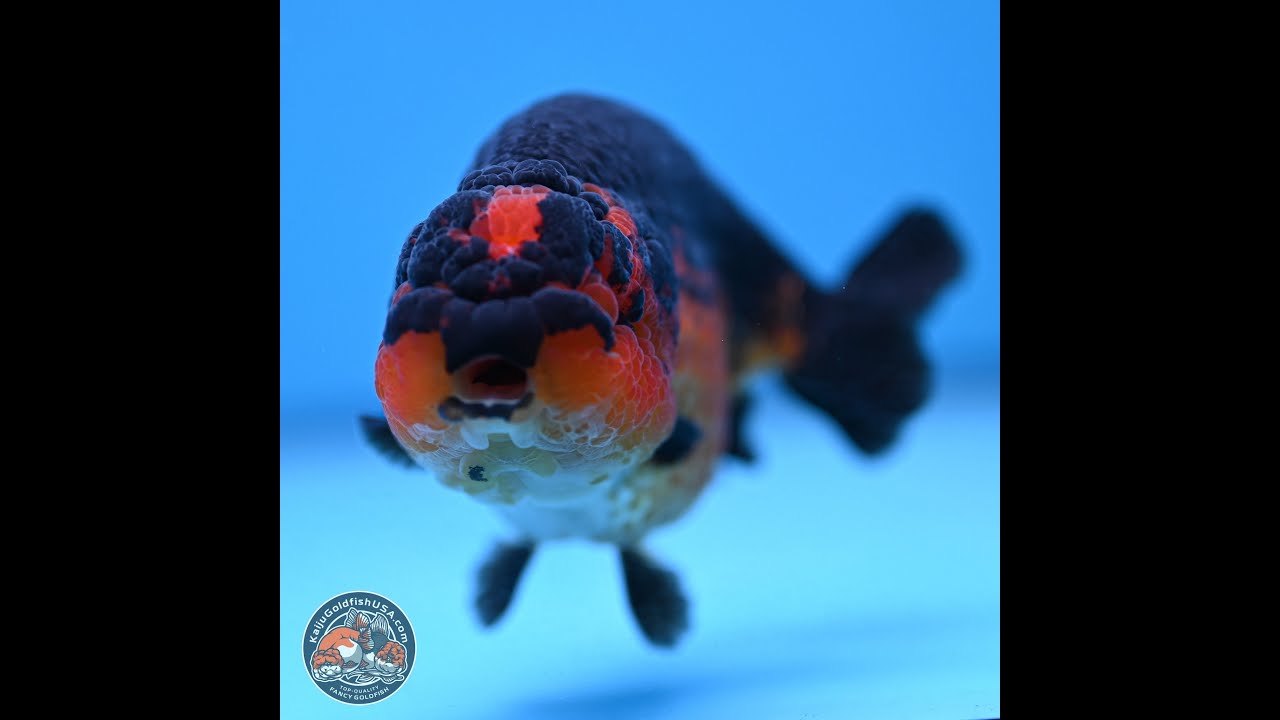 Tiny Tail Apache Ranchu 5.5 in (241018_RC05) - YouTube