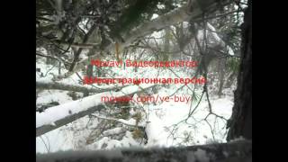 кулёмка на соболя by Охотник Промысловик 3,654 views 8 years ago 54 seconds