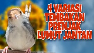 4 Variasi Tembakan Prenjak Lumut Gacor Full Isian JOSS Buat Pancingan/Masteran