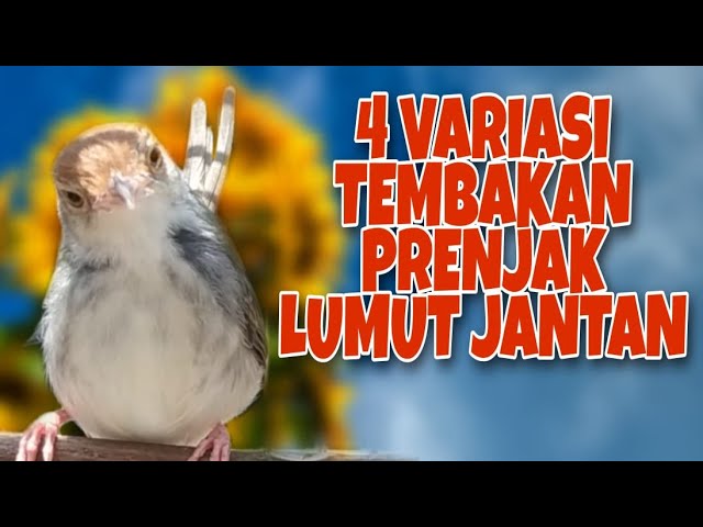 4 Variasi Tembakan Prenjak Lumut Gacor Full Isian JOSS Buat Pancingan/Masteran class=