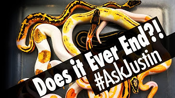How many Ball Python Combos can there be?!! - YOUR Questions Answered! #AskJustin 4