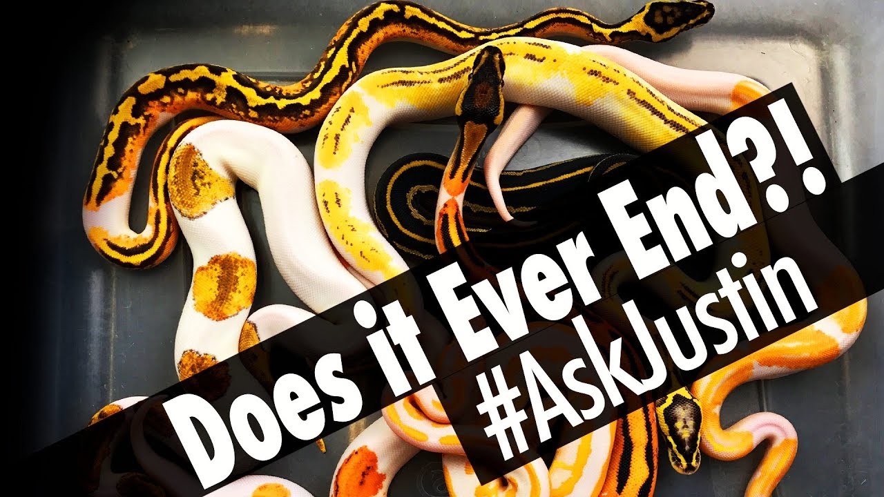 How many Ball Python Combos can there be?!! - YOUR Questions Answered! 