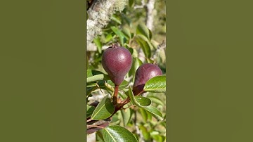 These red bartlett pears are such a beautiful color 😍 #orchard #organic #pear #fruit