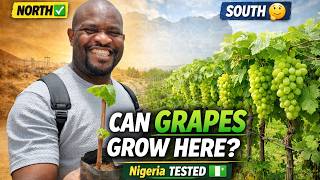 You Might Lose Money Growing Grapes in Your State (Watch This First)