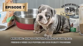 DaBestBulls Episode 7 - Breeding: How to pick your Puppy and Parents - Feeding 8 week and up Puppies by DaBestBulls Ranch 27,386 views 1 year ago 32 minutes