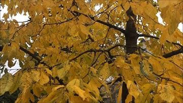 Giedrius Kuprevičius