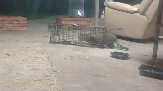 TNR  Trapping a wild feral cat  Crazy Freak Out ! Part 1