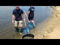 Retiran miles de peces muertos en el Mar Menor