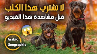 أسرار كلاب الروت وايلر | كلب الروت وايلر صفاته ,مواصفاته القياسية ,طباعه ,تاريخه ,أسراره.....