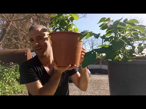 מה קורה עם תפוחי האדמה שלכם בגינה?