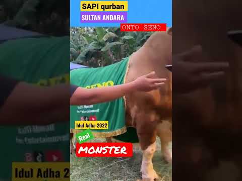 sapi qurban RAFFI AHMAD "MONSTER" ONTO SENO #raffiahmad #sapiqurban #