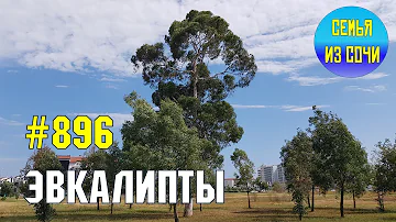 Эвкалипты | Жизнь на Юге