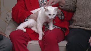 Ready Pet GO! Happy Tails Cat Sanctuary visits 3News